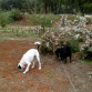 Paseando Dana con Toy, su nuevo compi de piso :)